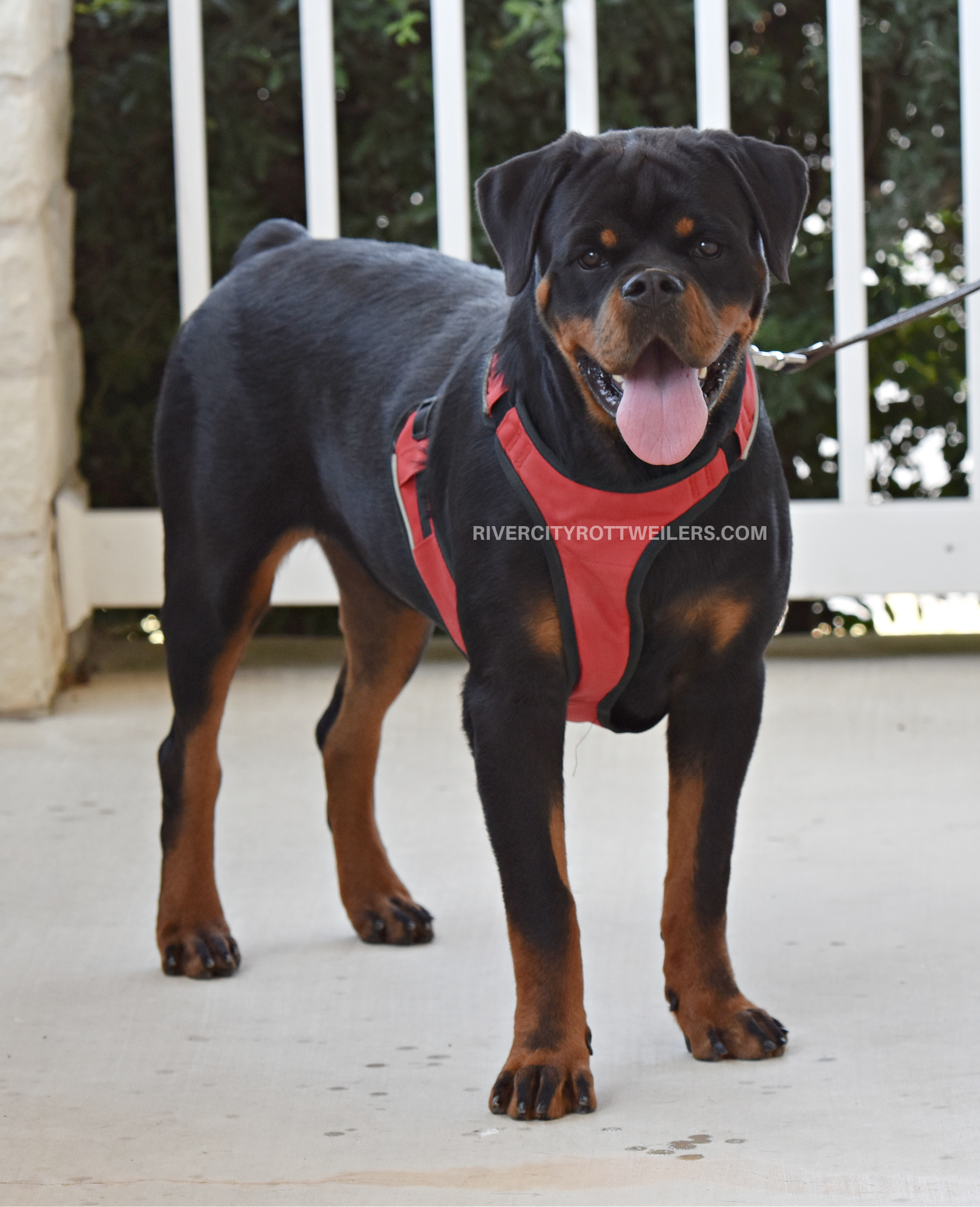 Youth – River City Rottweilers