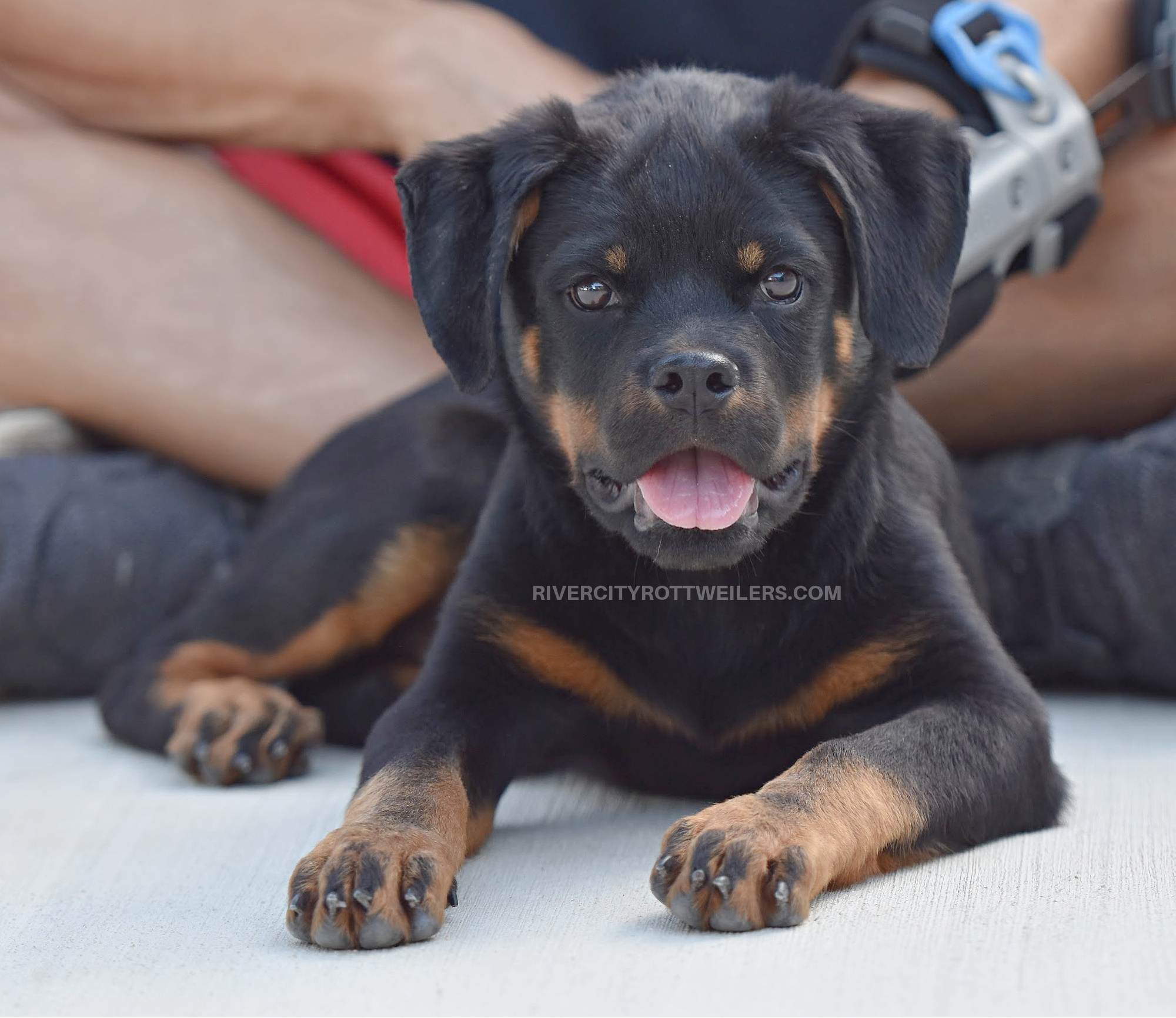 Small Rottwiler Miniature Rottweiler Puppy